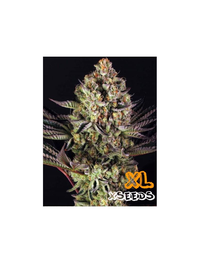 Auto Do-Si-Dos XL, Фасовка: 5, изображение 2