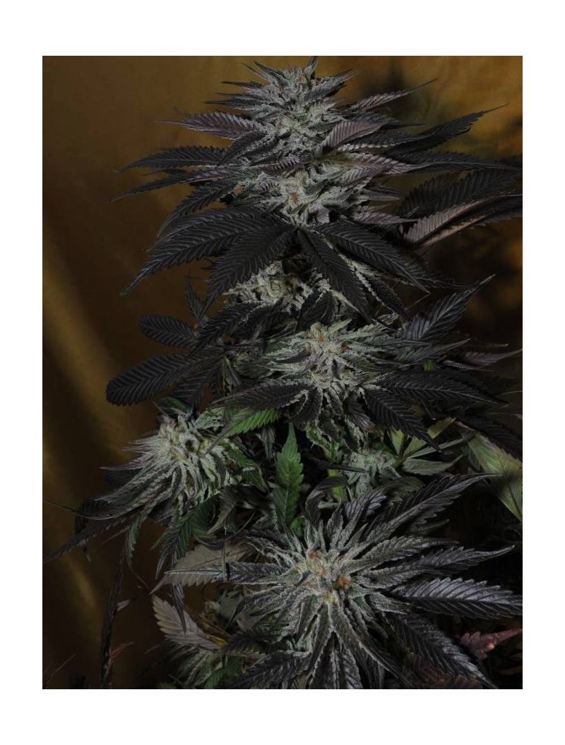 Mochalope Auto, Фасовка: 5