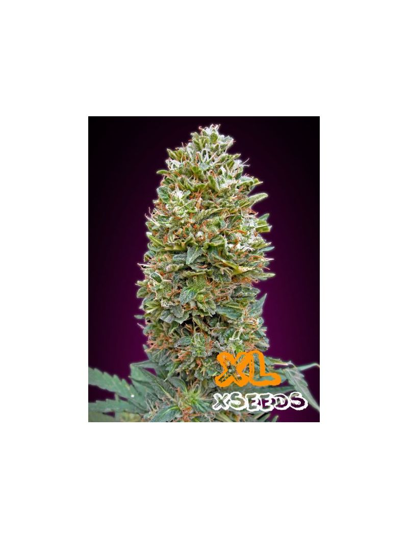 Auto Bubble Gum XL, Фасовка: 5