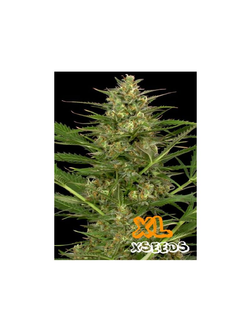 Auto Gorilla XL, Фасовка: 5