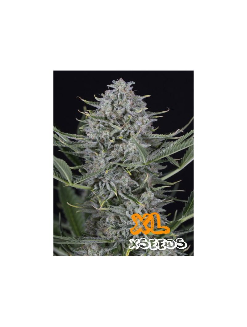 Auto Cookies XL, Фасовка: 5