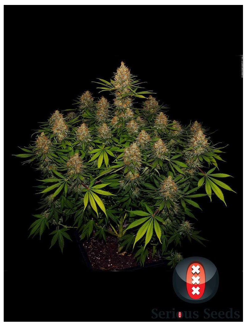 Strawberry-AKeil, Фасовка: 3, изображение 3