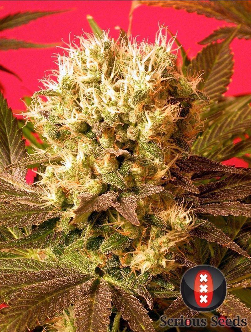 Motavation, Фасовка: 6, изображение 2