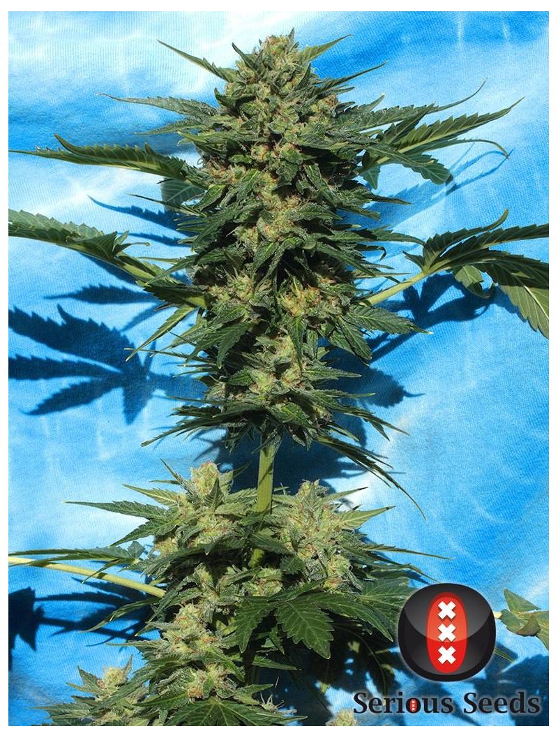 Auto White Russian, Фасовка: 6, изображение 2