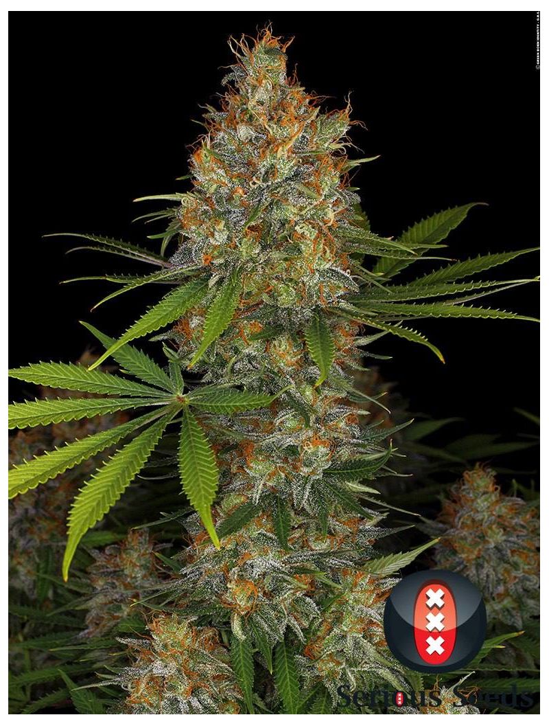 Strawberry-AKeil, Фасовка: 3, изображение 2