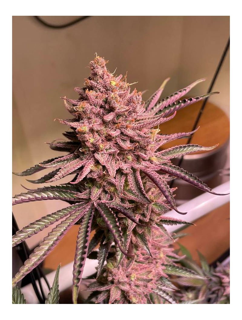 Seriotica, Фасовка: 6