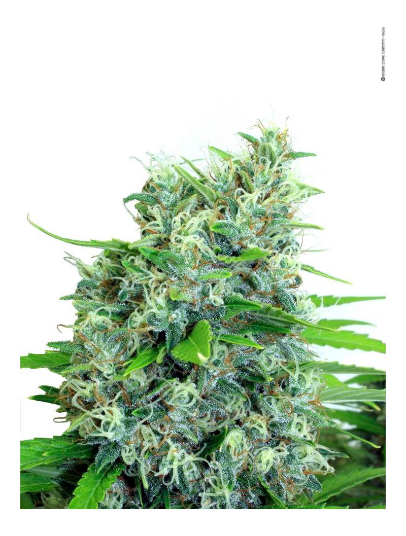 Kali Bubba, Фасовка: 11