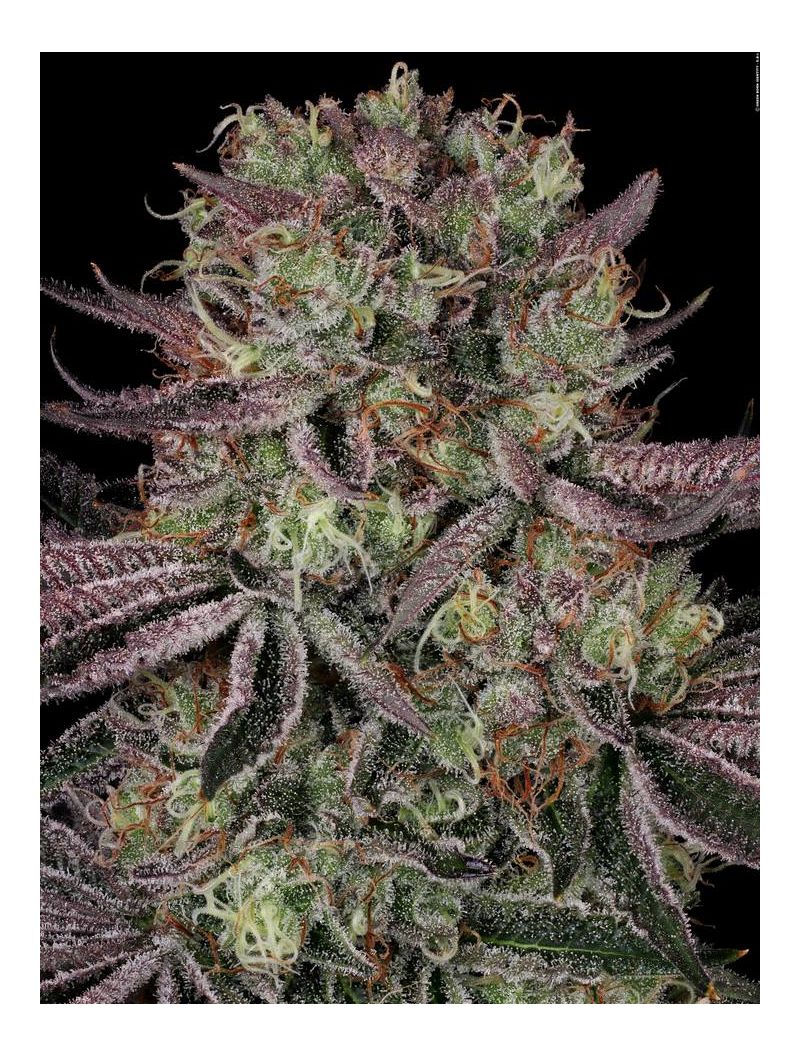 Seriotica, Фасовка: 6, изображение 3