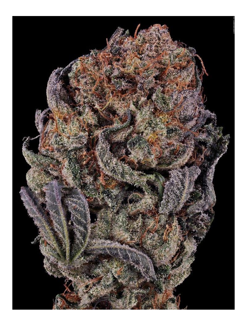 Seriotica, Фасовка: 6, изображение 4