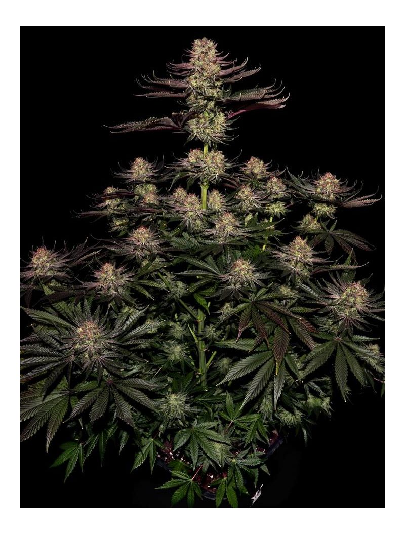 Seriotica, Фасовка: 6, изображение 2