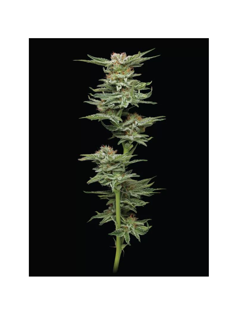 Blueberry Muffin, Фасовка: 3, изображение 6