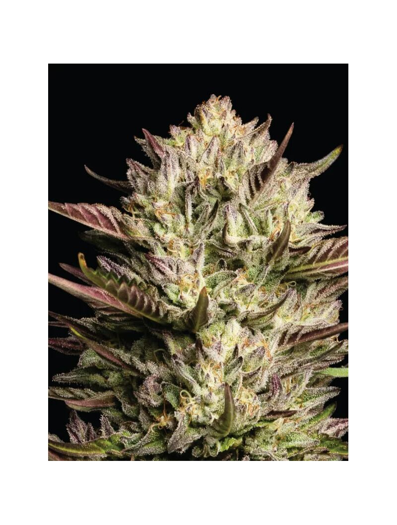 California Octane, Фасовка: 3, изображение 4