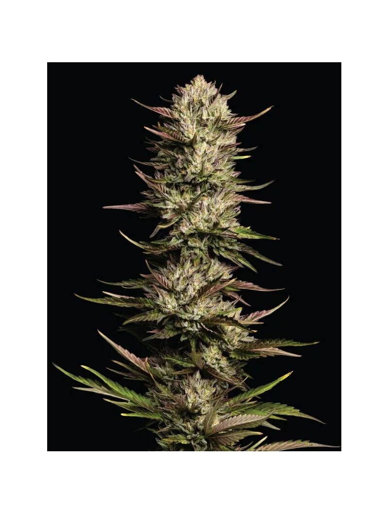 California Octane, Фасовка: 3