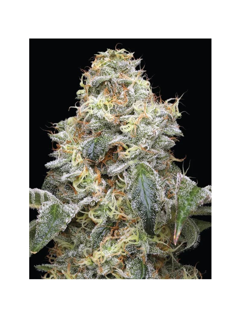 Farmer’s Daughter, Фасовка: 3, изображение 4