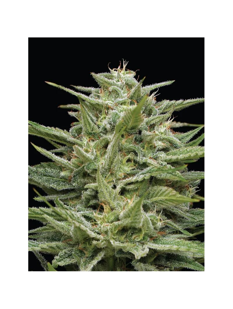 Hella Jelly, Фасовка: 3, изображение 3