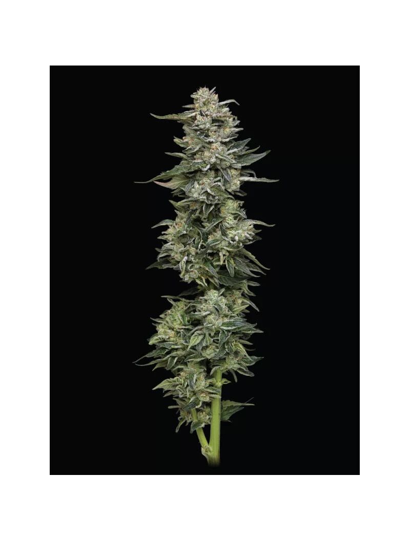 Nutter Budder, Фасовка: 3, изображение 3