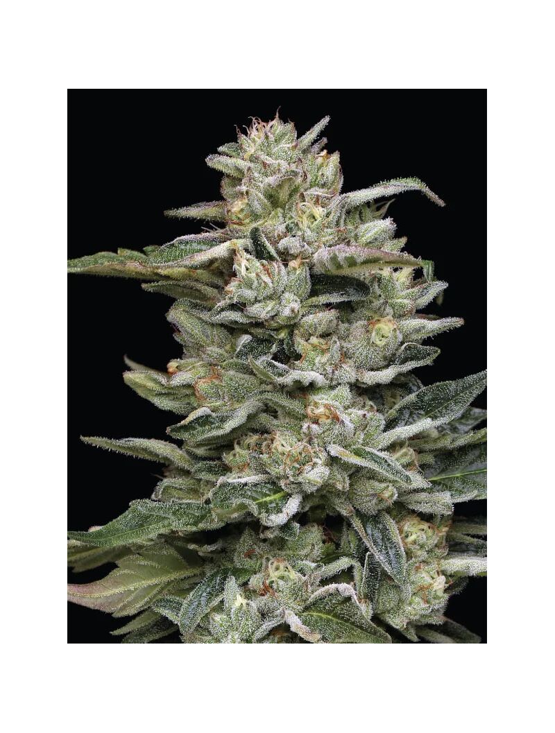 Nutter Budder, Фасовка: 3, изображение 6