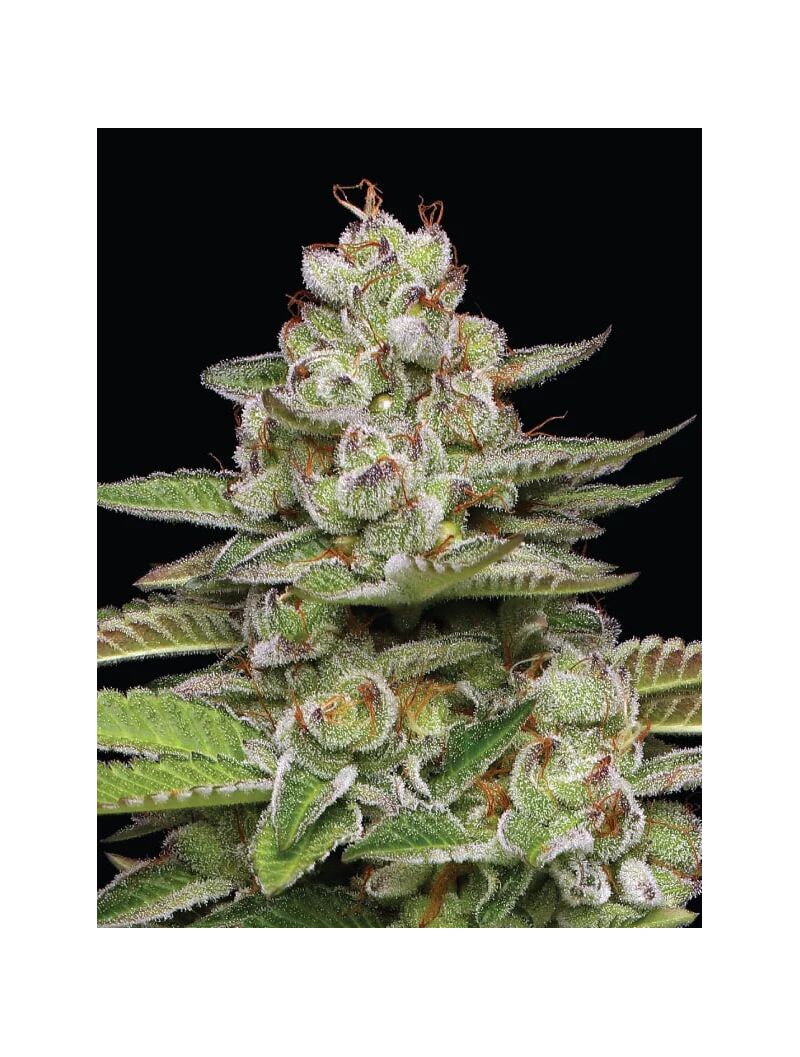 Poddy Mouth, Фасовка: 3, изображение 2