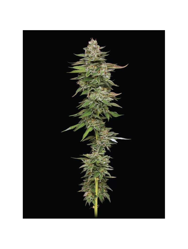 Poddy Mouth, Фасовка: 3, изображение 6