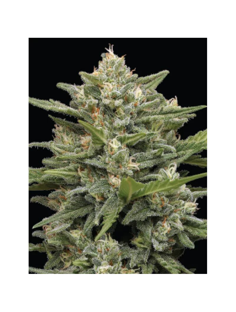 Vanilla Latte Auto, Фасовка: 3, изображение 3