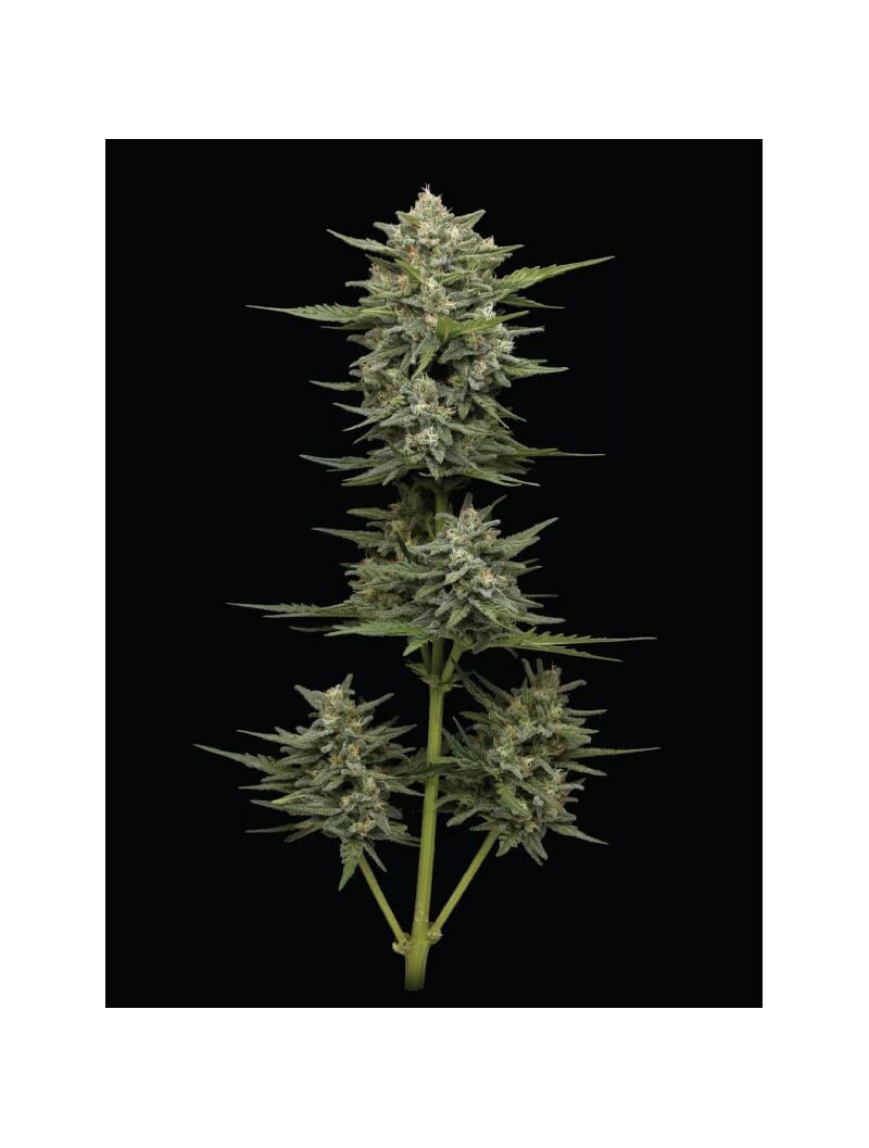 Vanilla Latte Auto, Фасовка: 3, изображение 7