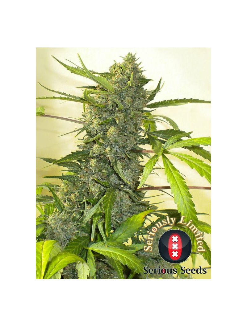 Serious Happiness, Фасовка: 3, изображение 2