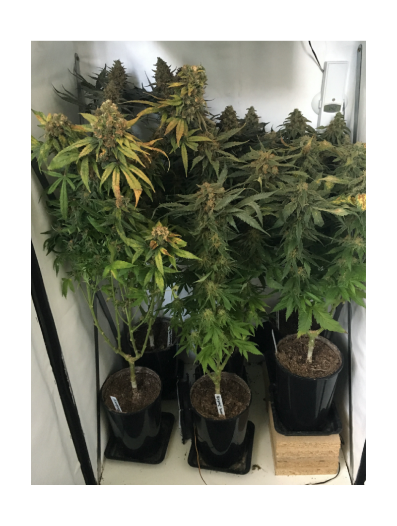 Кубанский убийца, Фасовка: 5, изображение 3