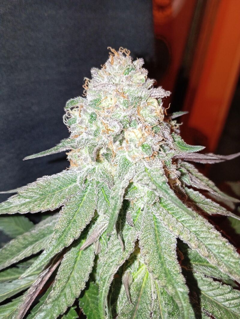 Mimosa EVO, Фасовка: 5, изображение 9