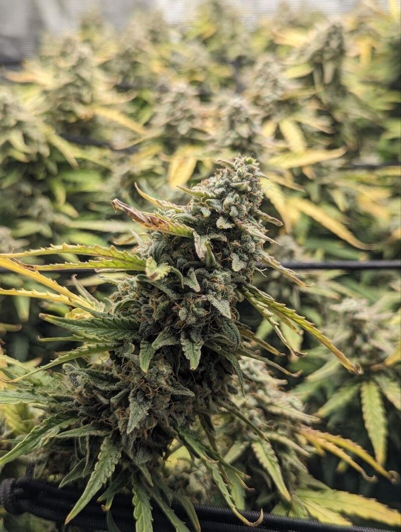 Pineapple express Auto, Фасовка: 3, изображение 5