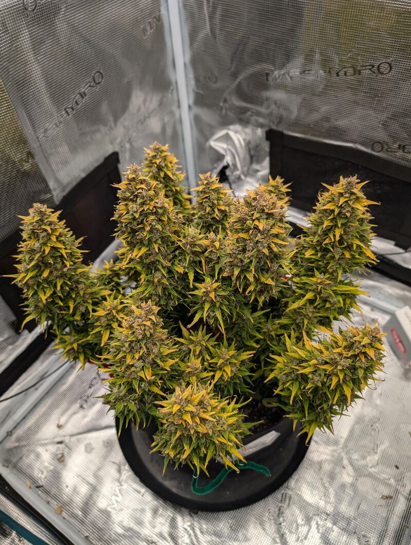 Gorilla Glue Auto, Фасовка: 3, изображение 3