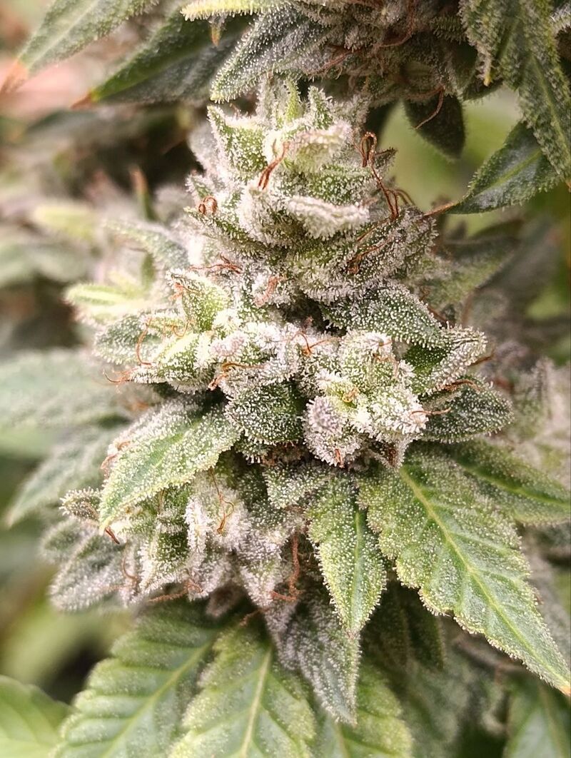 9pound Glue, Фасовка: 3