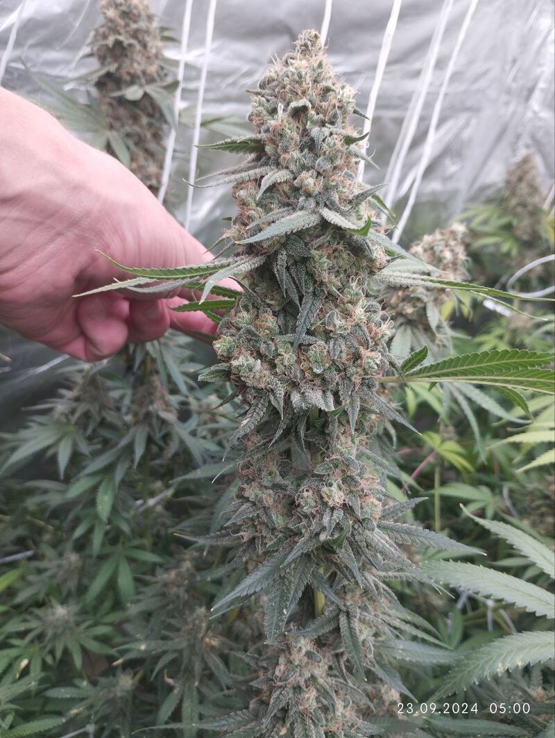 Public Enemy, Фасовка: 3, изображение 2