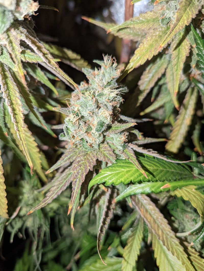 Bruce Banner #3, Фасовка: 3, изображение 2