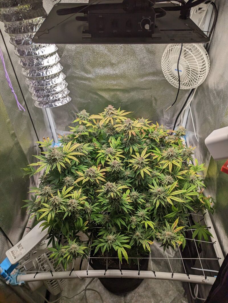 Humboldt Dream, Фасовка: 3, изображение 2