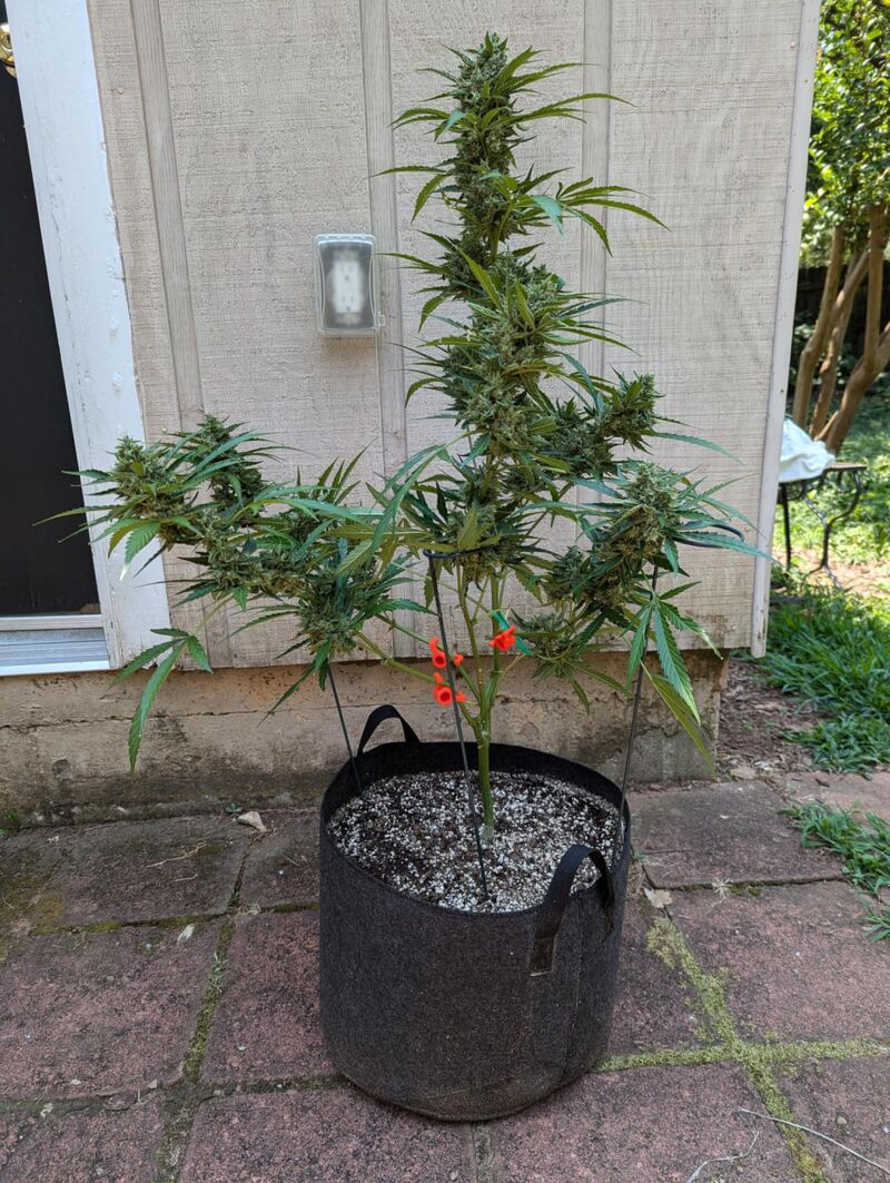 OG Kush Auto, Фасовка: 3, изображение 3