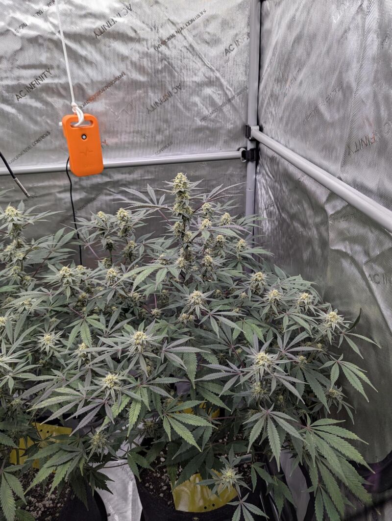 Poddy Mouth, Фасовка: 3, изображение 4