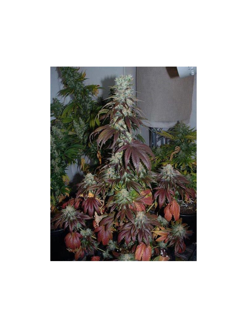 Swiss Cheese, Фасовка: 3