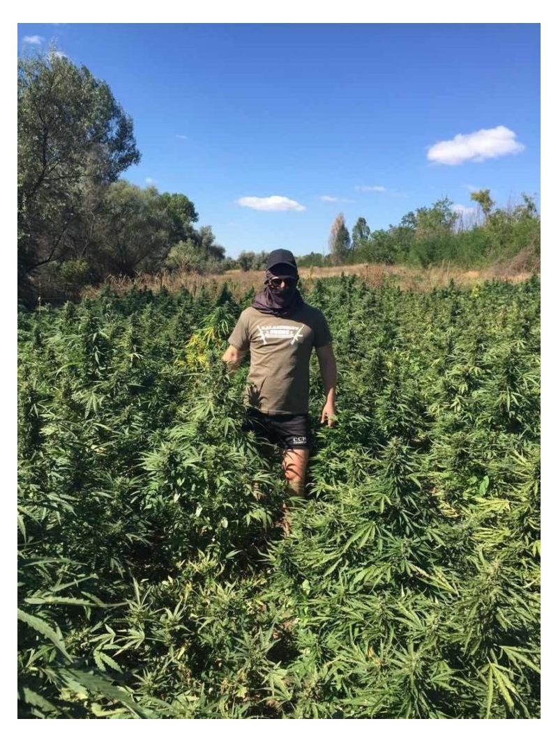 AK Skunk Auto, Фасовка: 3, изображение 3