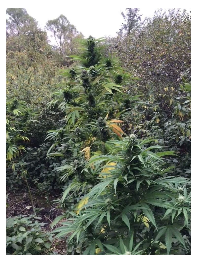 Kabul Express, Фасовка: 3, изображение 6