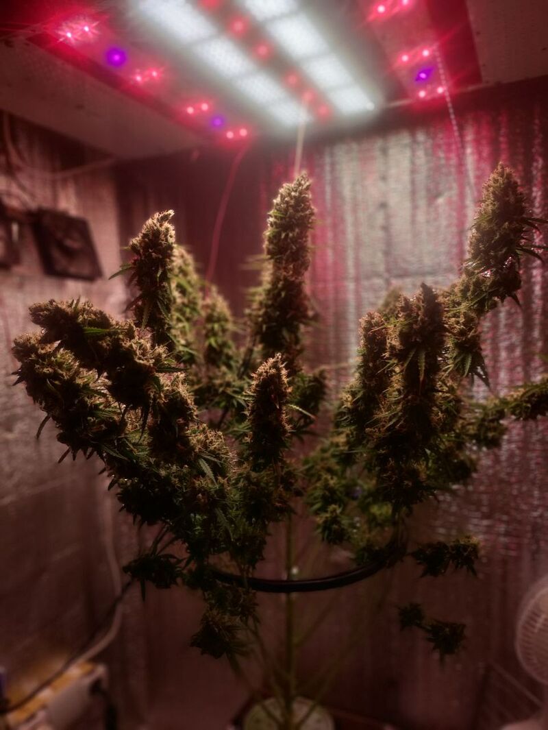 Auto Mass genetics, Фасовка: 3+1, изображение 2