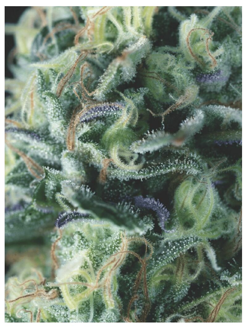 Auto Cookies USA, Фасовка: 5+2