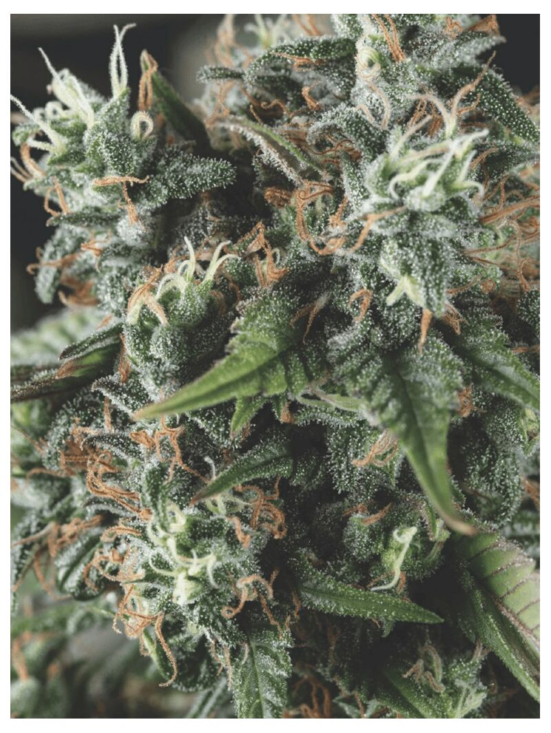 Auto Do-Si-Dos, Фасовка: 5+2