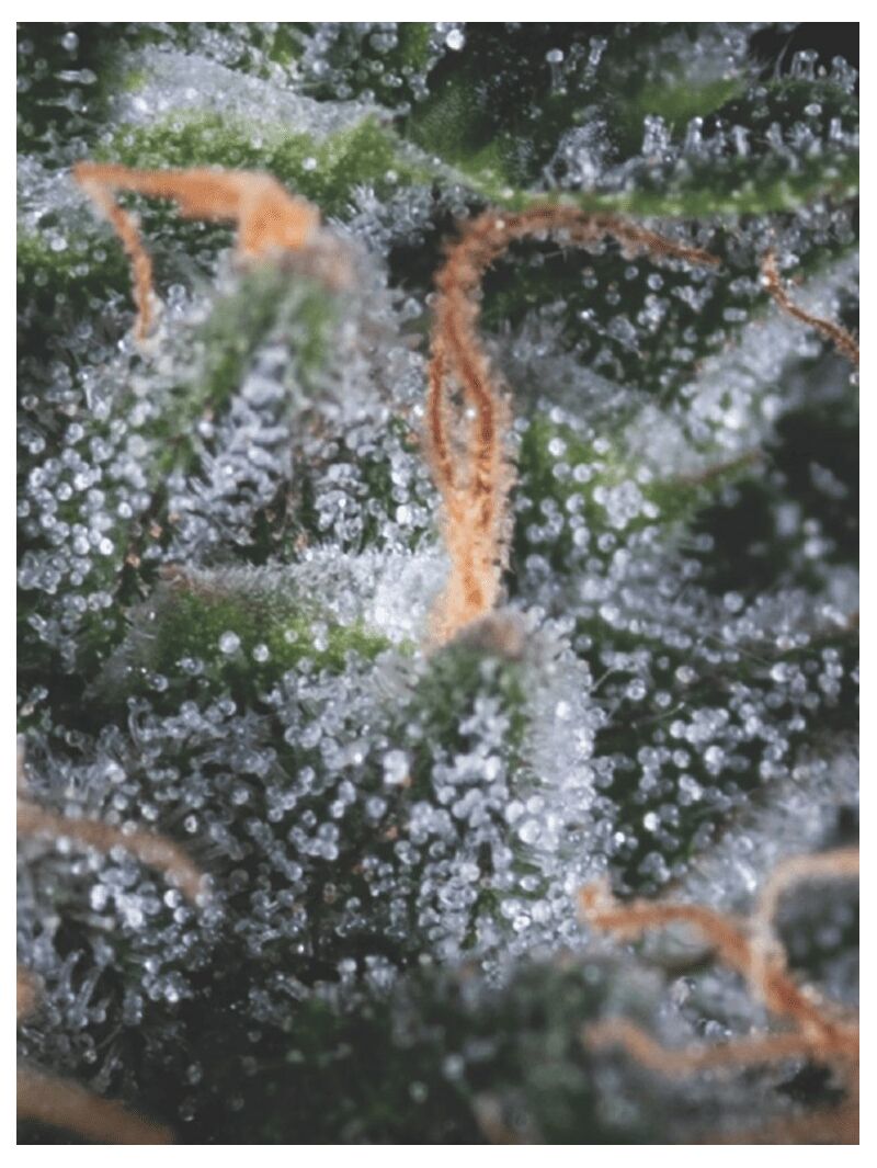 Auto Black Cherry Punch, Фасовка: 3+1