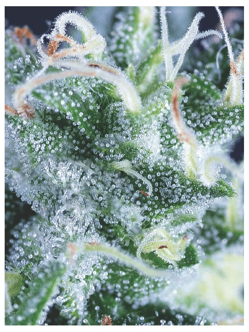 Auto Gelato, Фасовка: 5+2