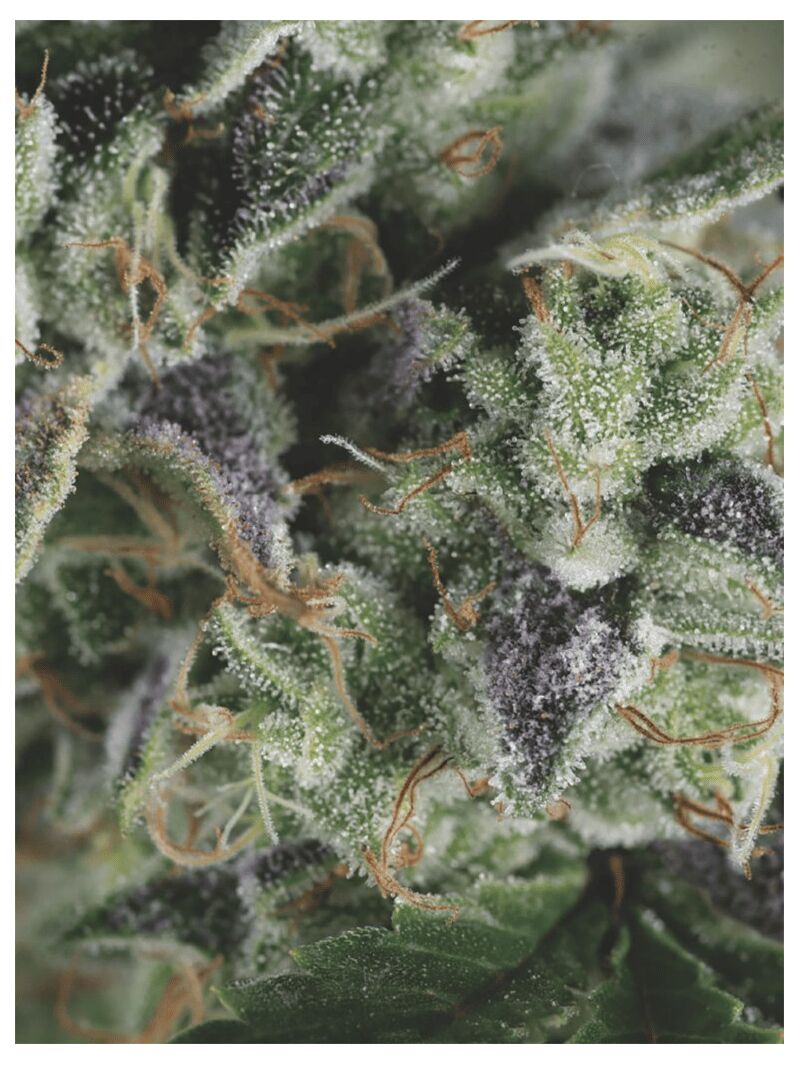 Auto Gorilla, Фасовка: 5+2