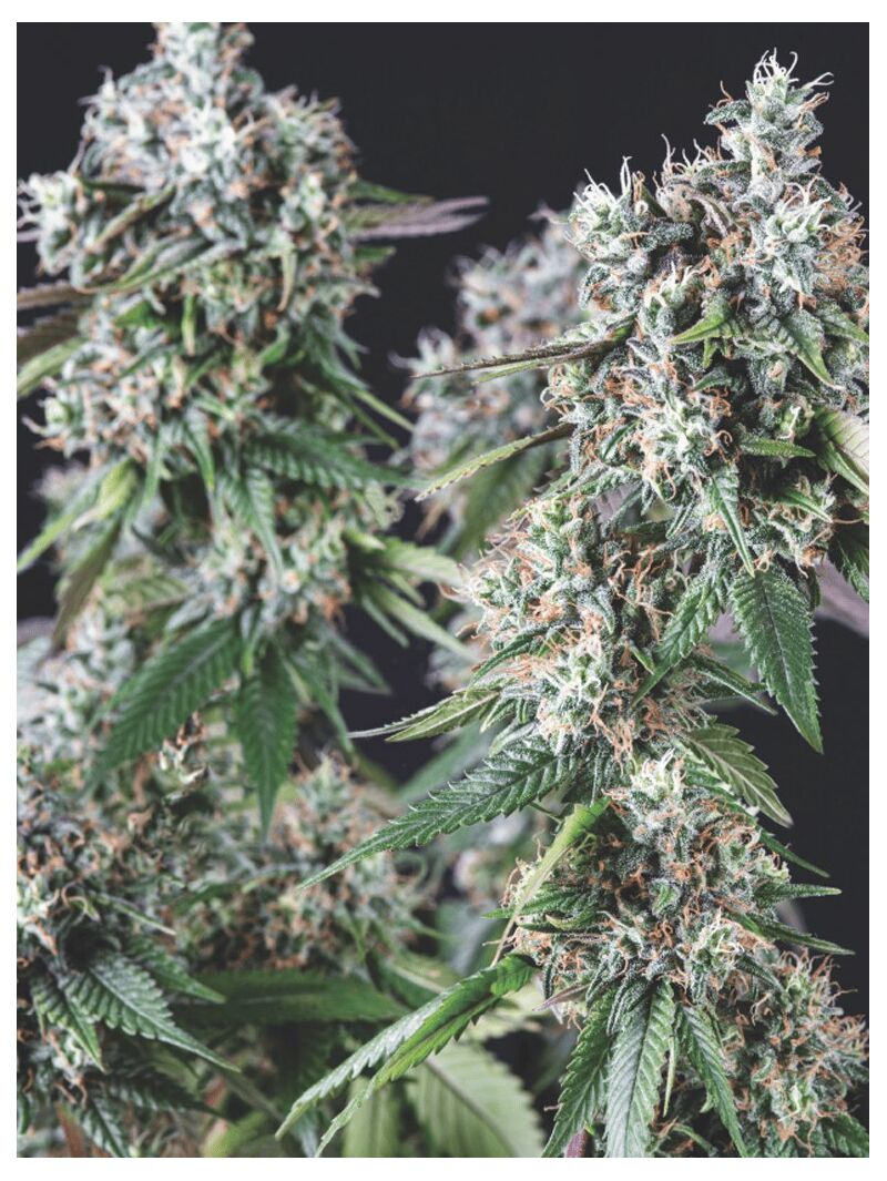 Mendocino Purple Kush, Фасовка: 3+1