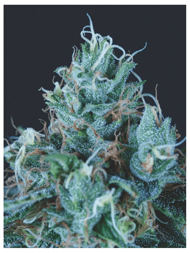 Ice Cream, Фасовка: 5+2