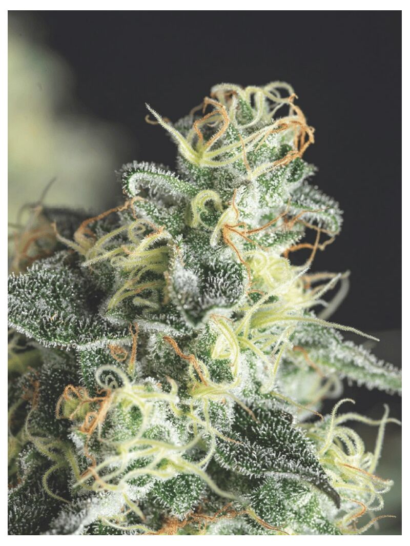 Lemon Larry OG, Фасовка: 3+1