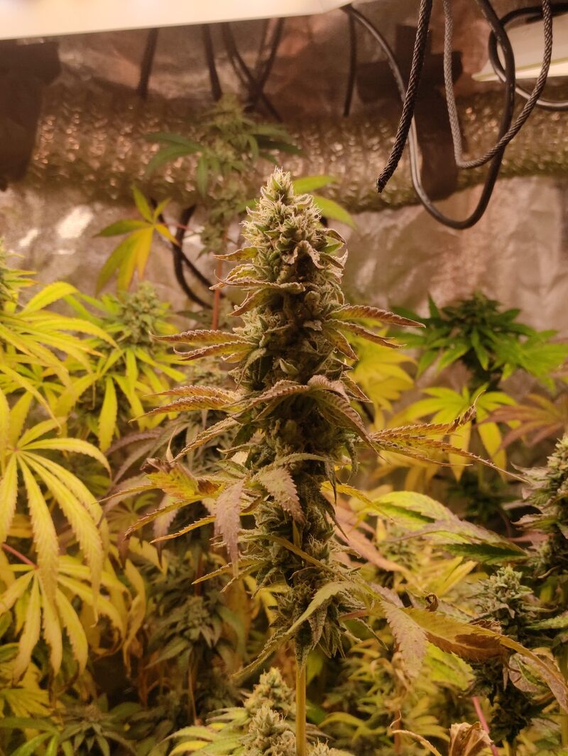 Peyote Cookies, Фасовка: 3, изображение 5