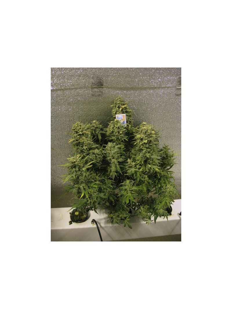 Automatic White Widow (X Seeds), Фасовка: 5, изображение 2